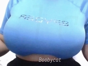 Boobycat